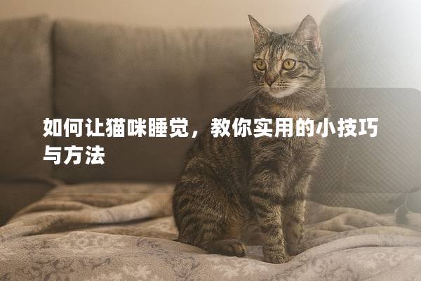 如何讓貓咪睡覺，教你實用的小技巧與方法