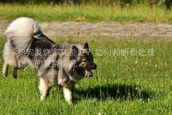 狗狗發燒多久能好？如何判斷和處理狗狗的發燒情況