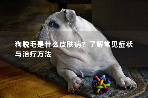 狗脫毛是什么皮膚病？了解常見癥狀與治療方法