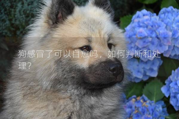 狗感冒了可以自愈嗎,如何判斷和處理? 狗感冒了可以自愈嗎,如何判斷和處理?