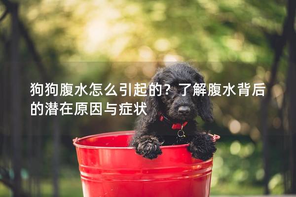狗狗腹水怎么引起的？了解腹水背后的潛在原因與癥狀