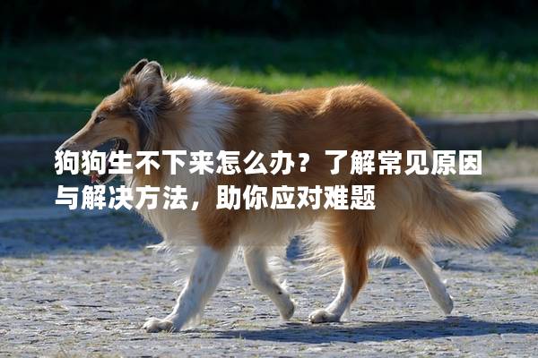 狗狗生不下來怎么辦？了解常見原因與解決方法，助你應對難題