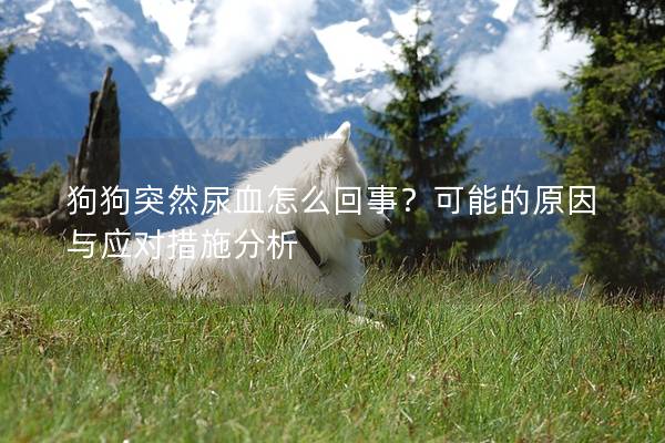 狗狗突然尿血怎么回事？可能的原因與應對措施分析