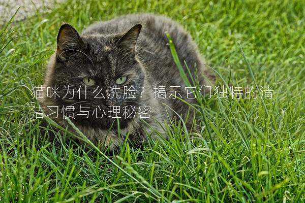 貓咪為什么洗臉？揭示它們獨特的清潔習慣與心理秘密