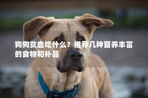 狗狗貧血吃什么？推薦幾種營養豐富的食物和補品