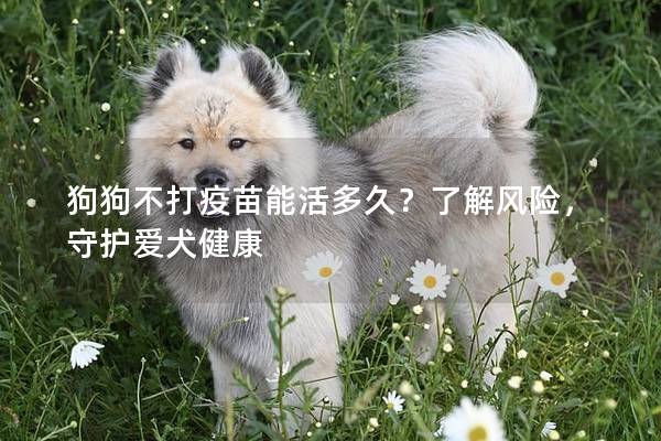 狗狗不打疫苗能活多久？了解風(fēng)險，守護(hù)愛犬健康