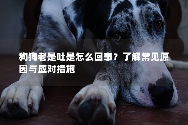 狗狗老是吐是怎么回事？了解常見原因與應對措施