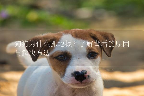 狗狗為什么抓地板？了解背后的原因與解決方法