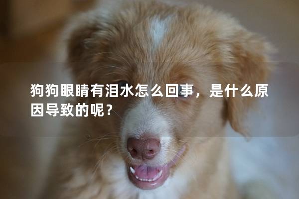 狗狗眼睛有淚水怎么回事，是什么原因導致的呢？