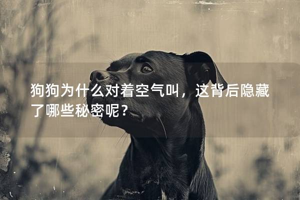 狗狗為什么對著空氣叫，這背后隱藏了哪些秘密呢？