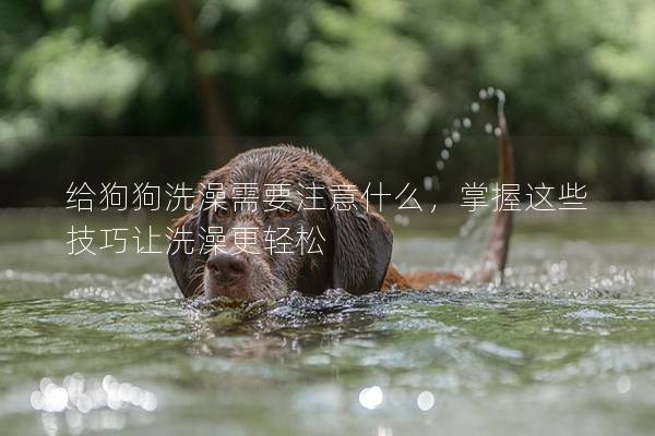 給狗狗洗澡需要注意什么，掌握這些技巧讓洗澡更輕松