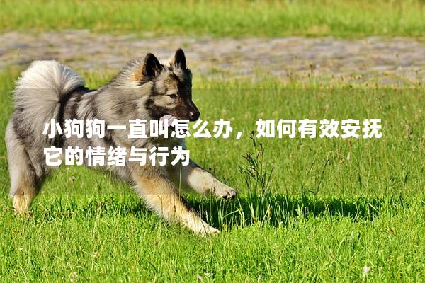 小狗狗一直叫怎么辦，如何有效安撫它的情緒與行為