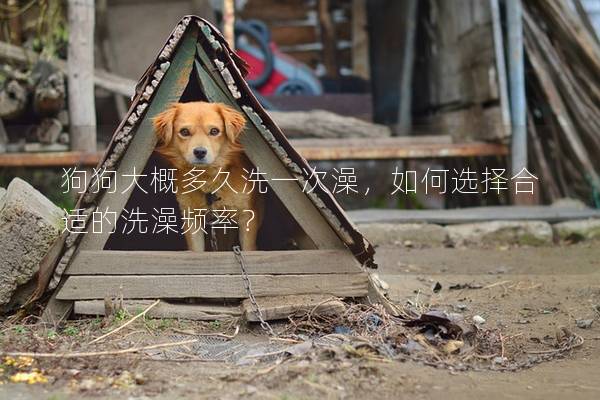 狗狗大概多久洗一次澡，如何選擇合適的洗澡頻率？