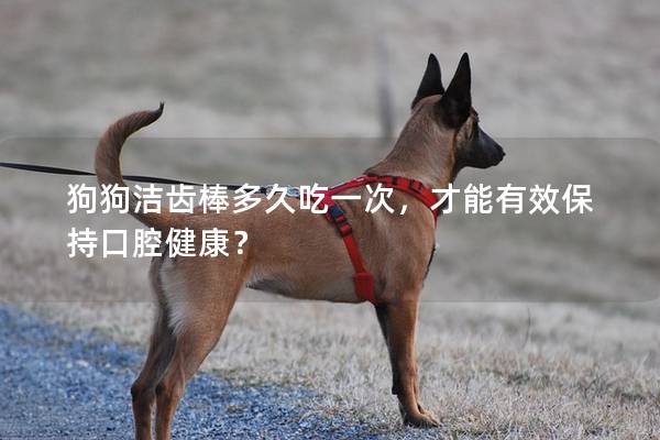 狗狗潔齒棒多久吃一次，才能有效保持口腔健康？