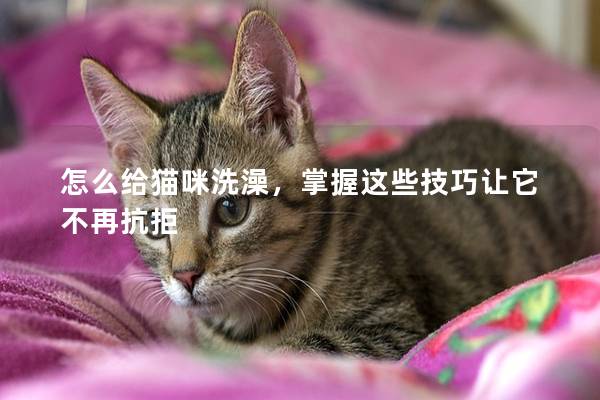 怎么給貓咪洗澡，掌握這些技巧讓它不再抗拒