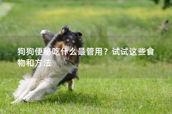 狗狗便秘吃什么最管用？試試這些食物和方法