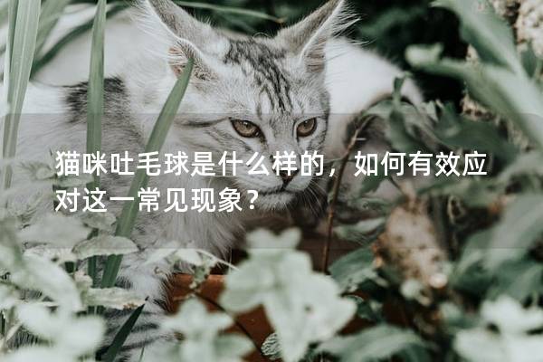 貓咪吐毛球是什么樣的，如何有效應(yīng)對這一常見現(xiàn)象？