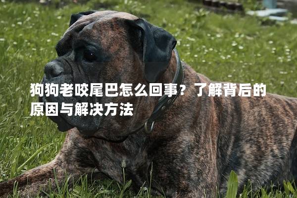 狗狗老咬尾巴怎么回事？了解背后的原因與解決方法