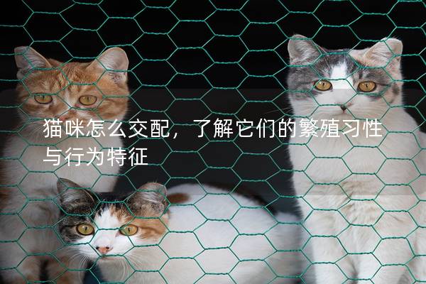 貓咪怎么交配，了解它們的繁殖習(xí)性與行為特征