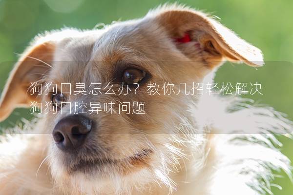狗狗口臭怎么辦？教你幾招輕松解決狗狗口腔異味問題