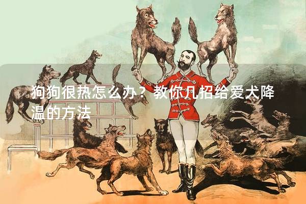 狗狗很熱怎么辦？教你幾招給愛犬降溫的方法