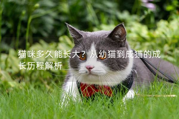 貓咪多久能長(zhǎng)大？從幼貓到成貓的成長(zhǎng)歷程解析