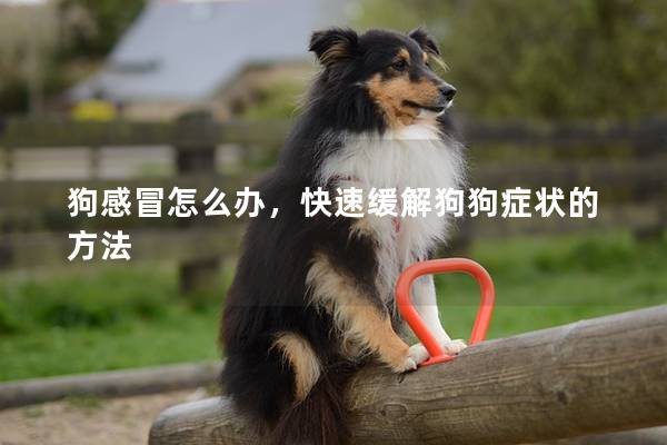 狗感冒怎么辦,快速緩解狗狗癥狀的方法 狗感冒怎么辦,快速緩解狗狗癥狀的方法