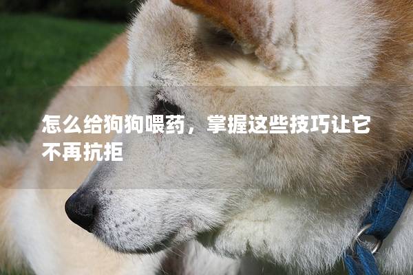 怎么給狗狗喂藥,掌握這些技巧讓它不再抗拒 怎么給狗狗喂藥,掌握這些技巧讓它不再抗拒