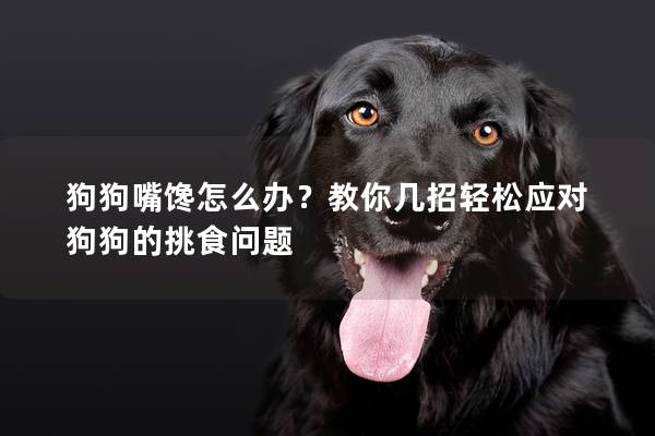 狗狗嘴饞怎么辦？教你幾招輕松應對狗狗的挑食問題