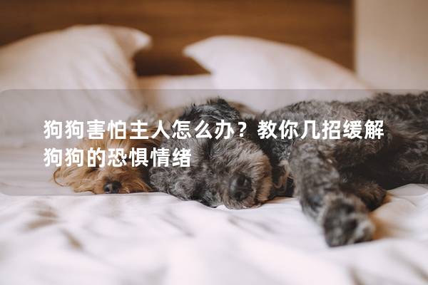 狗狗害怕主人怎么辦？教你幾招緩解狗狗的恐懼情緒