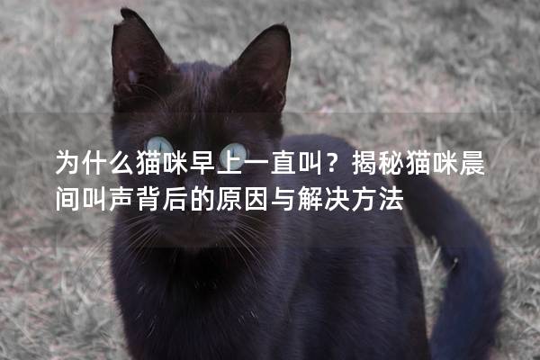 為什么貓咪早上一直叫？揭秘貓咪晨間叫聲背后的原因與解決方法