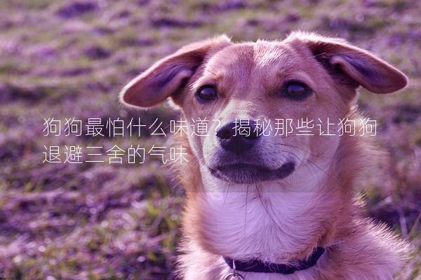 狗狗最怕什么味道？揭秘那些讓狗狗退避三舍的氣味