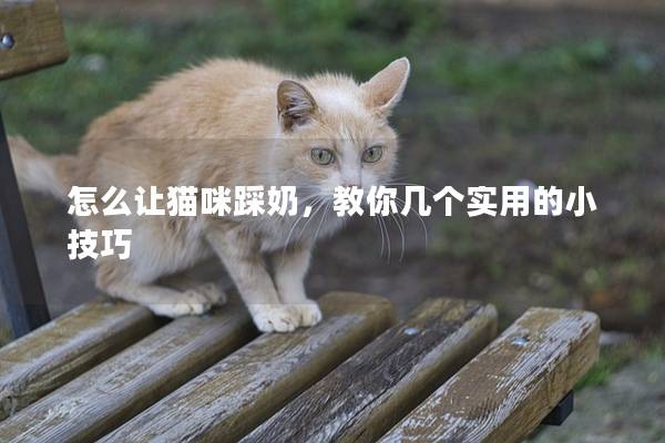 怎么讓貓咪踩奶，教你幾個實用的小技巧