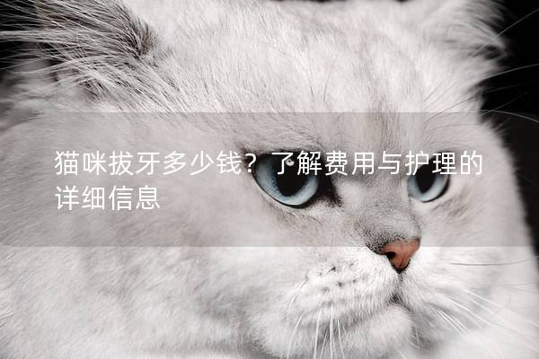 貓咪拔牙多少錢？了解費(fèi)用與護(hù)理的詳細(xì)信息