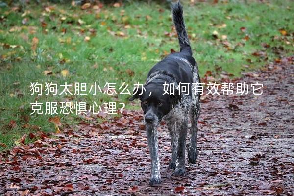 狗狗太膽小怎么辦，如何有效幫助它克服恐懼心理？