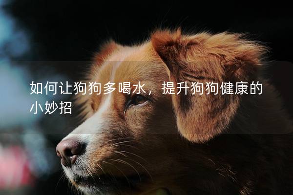 如何讓狗狗多喝水，提升狗狗健康的小妙招