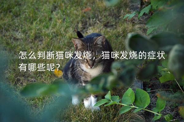 怎么判斷貓咪發燒，貓咪發燒的癥狀有哪些呢？