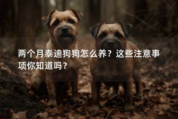 兩個月泰迪狗狗怎么養？這些注意事項你知道嗎？