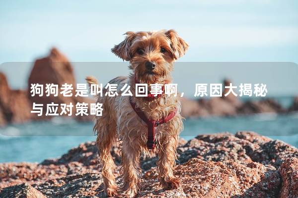 狗狗老是叫怎么回事啊，原因大揭秘與應對策略