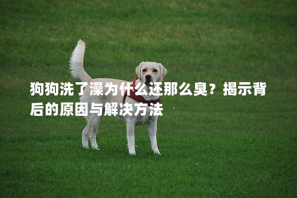 狗狗洗了澡為什么還那么臭?揭示背后的原因與解決方法