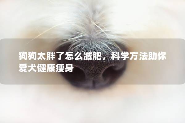 狗狗太胖了怎么減肥，科學(xué)方法助你愛(ài)犬健康瘦身