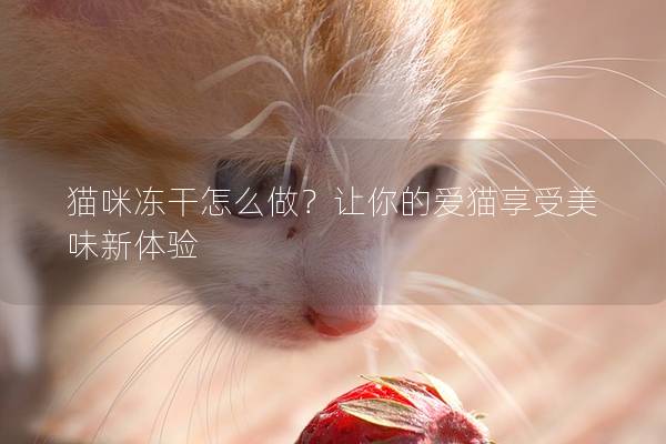 貓咪凍干怎么做？讓你的愛貓享受美味新體驗