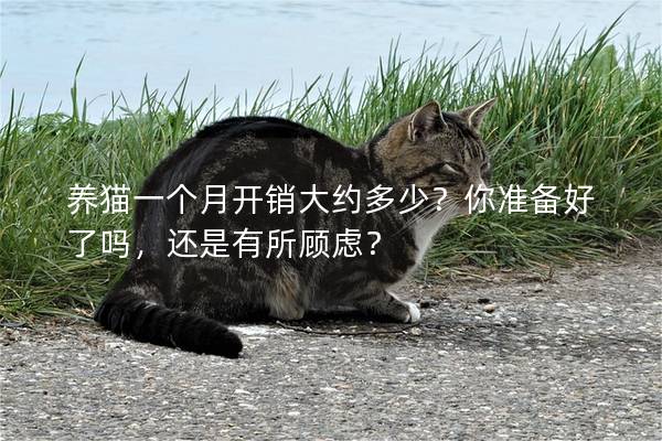 養(yǎng)貓一個月開銷大約多少？你準(zhǔn)備好了嗎，還是有所顧慮？