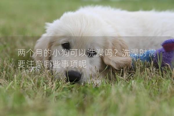 兩個(gè)月的小狗可以洗澡嗎?洗澡時(shí)需要注意哪些事項(xiàng)呢 兩個(gè)月的小狗可以洗澡嗎?洗澡時(shí)需要注意哪些事項(xiàng)呢