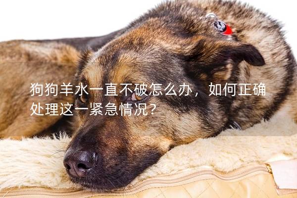 狗狗羊水一直不破怎么辦,如何正確處理這一緊急情況?