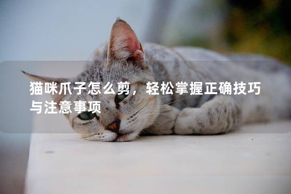 貓咪爪子怎么剪，輕松掌握正確技巧與注意事項