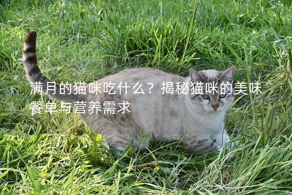 滿月的貓咪吃什么？揭秘貓咪的美味餐單與營養需求