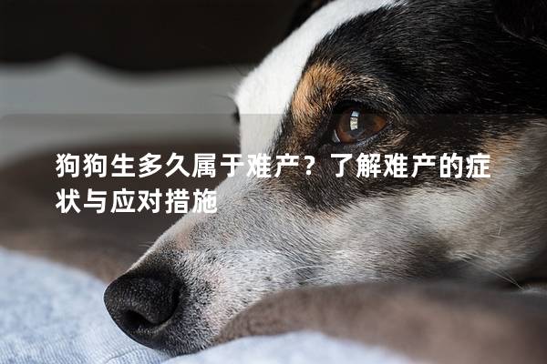 狗狗生多久屬于難產？了解難產的癥狀與應對措施