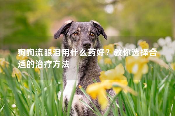 狗狗流眼淚用什么藥好？教你選擇合適的治療方法