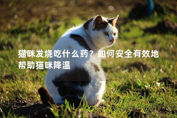 貓咪發(fā)燒吃什么藥？如何安全有效地幫助貓咪降溫